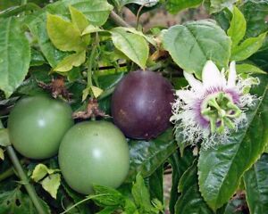 Sviluppo e crescita del passion fruit o frutto della passione.