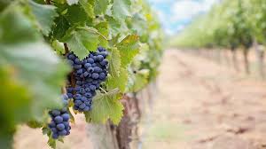 Wine tourism, a growing sector