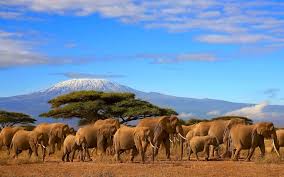 Tanzania between Nature and Wildlife in 5 days Tanzania between Nature and Wildlife in 5 days